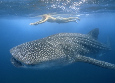 Whale shark at Donsol, photo courtesy of http://harrywoolner.files.wordpress.com